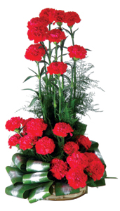 An arrangement 25 Carnations
