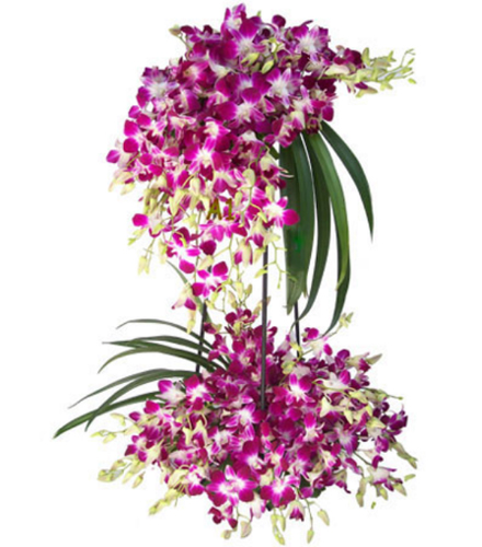 2 Layer Arrangement of 40 Orchidsdelivery in Indore